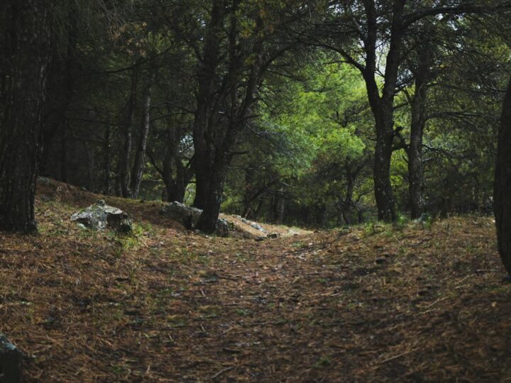 Kuulu Park